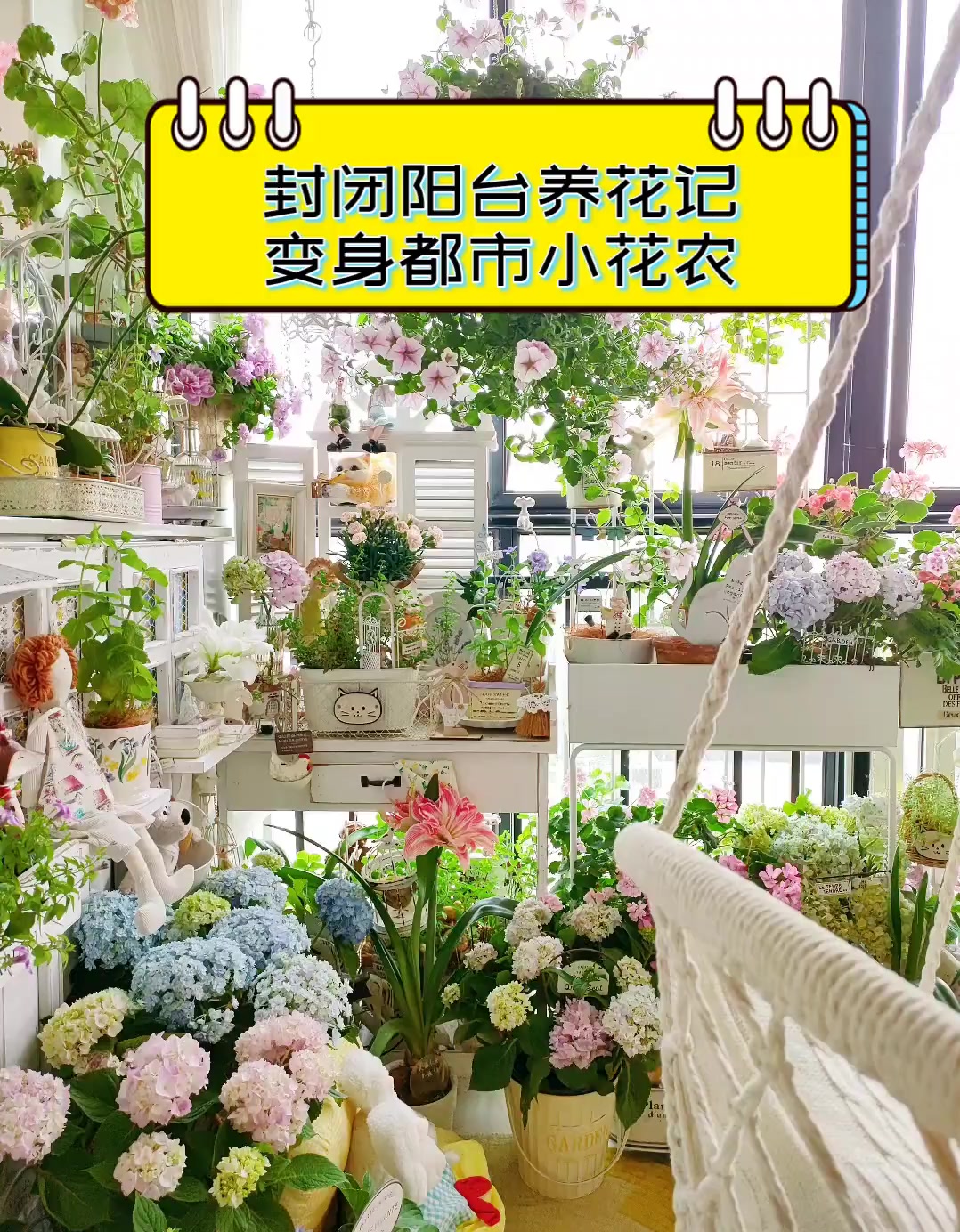 封闭阳台养花记,变身都市小花农