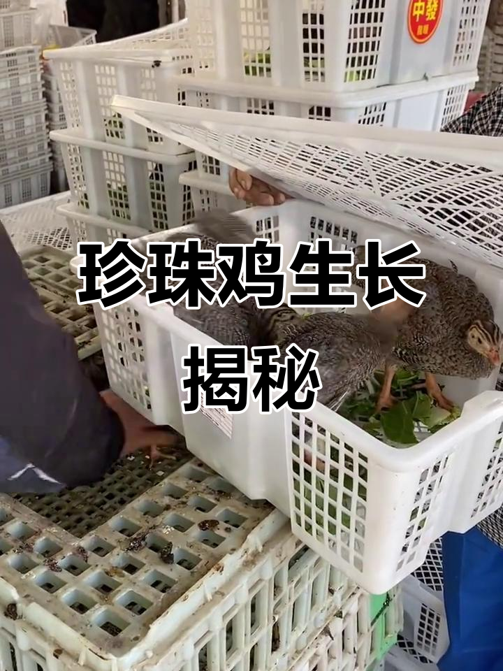 珍珠鸡养殖：公母体重差异大，了解成长过程