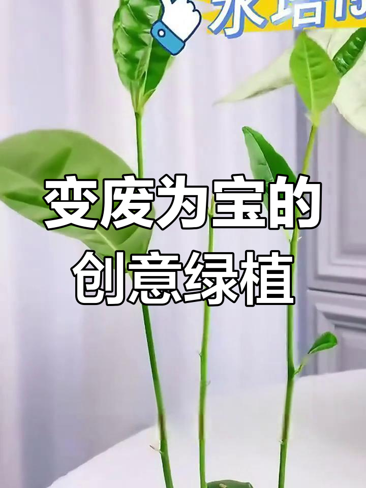 废弃菠萝蜜种子与奶茶杯,变身独特绿植!