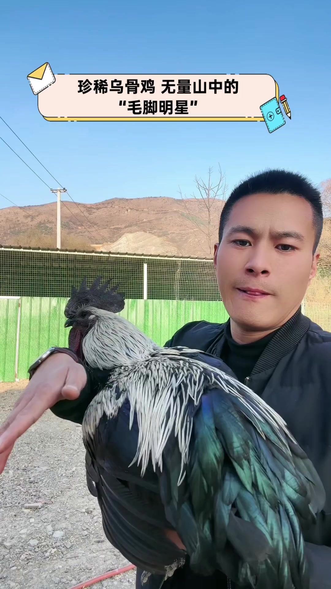 珍稀乌骨鸡,无量山中的“毛脚明星”