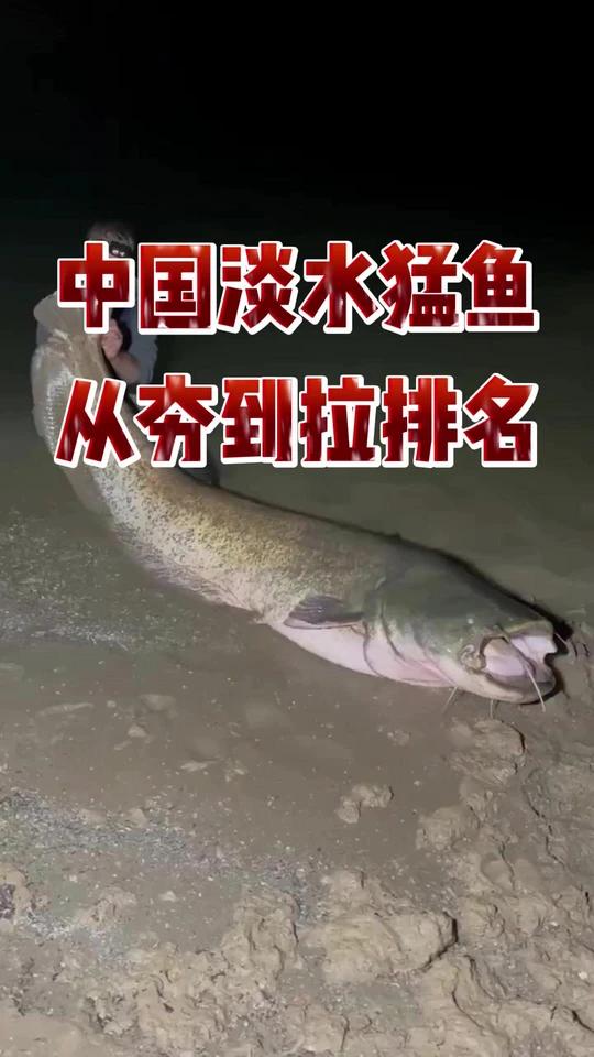 中国淡水猛鱼从夯到拉排名