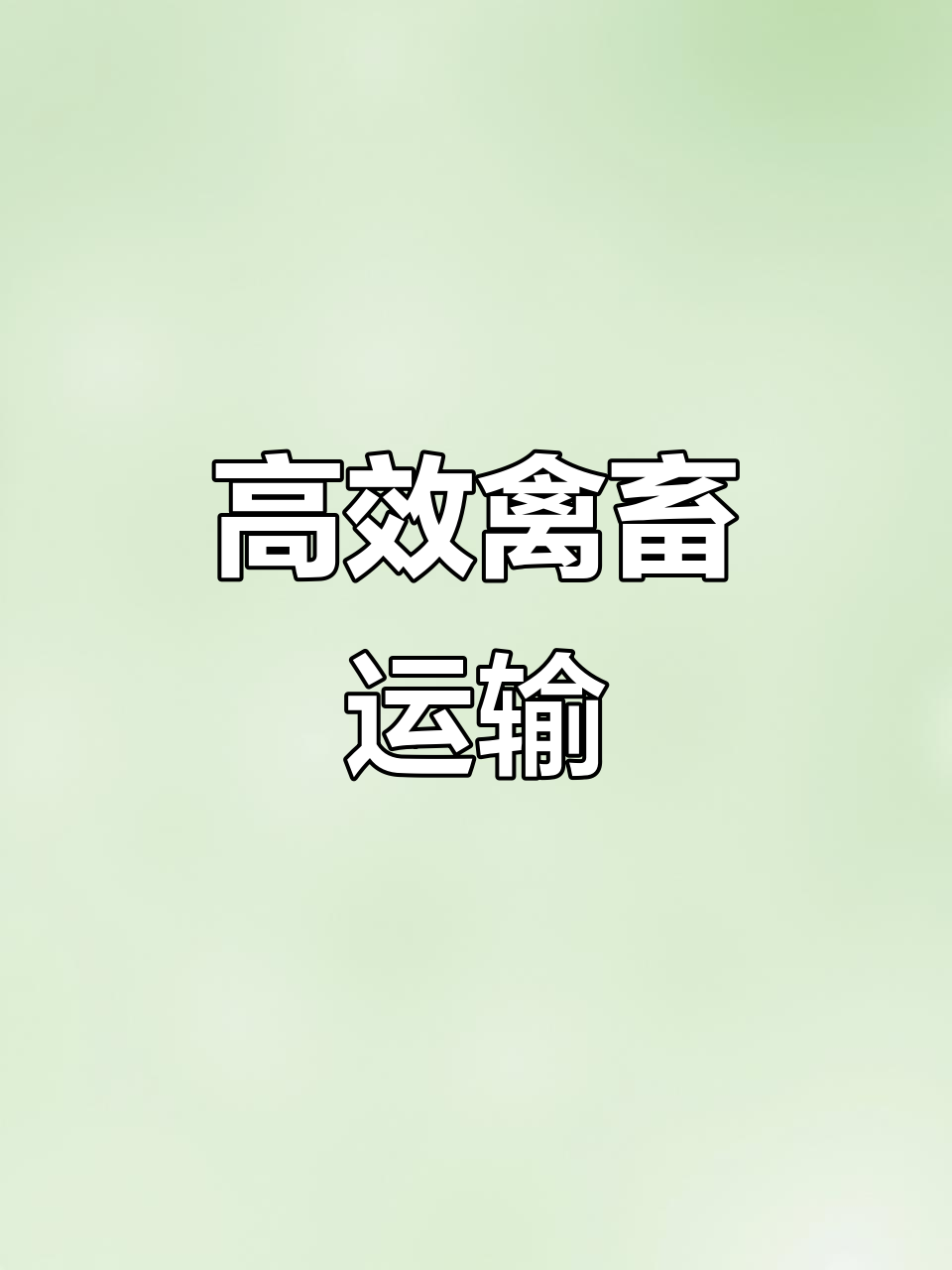 每日直达云贵川,鸡鸭鹅苗全程高速运输