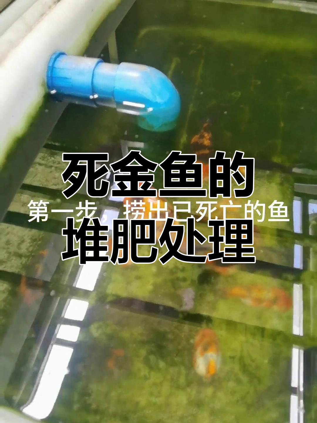 如何将死金鱼变成肥料