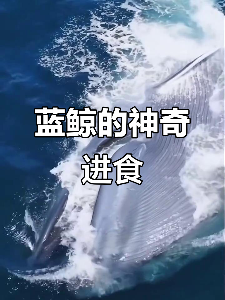 蓝鲸捕食惊人:如何吞下200吨海水中的磷虾