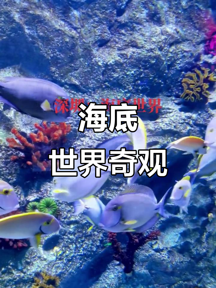 海洋馆里的神奇鱼儿,带你领略海底世界的奇妙