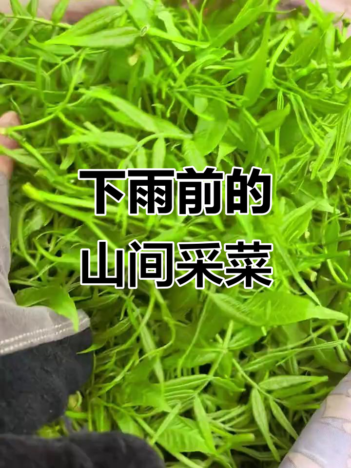 赶在下雨前上山采摘黄柏芽和笔管菜,野味十足