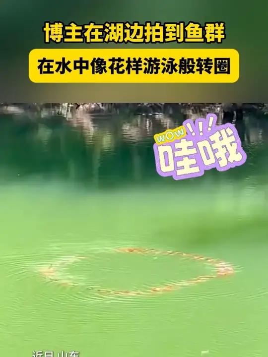 博主在湖边拍到鱼群,在水中像花样游泳般转圈