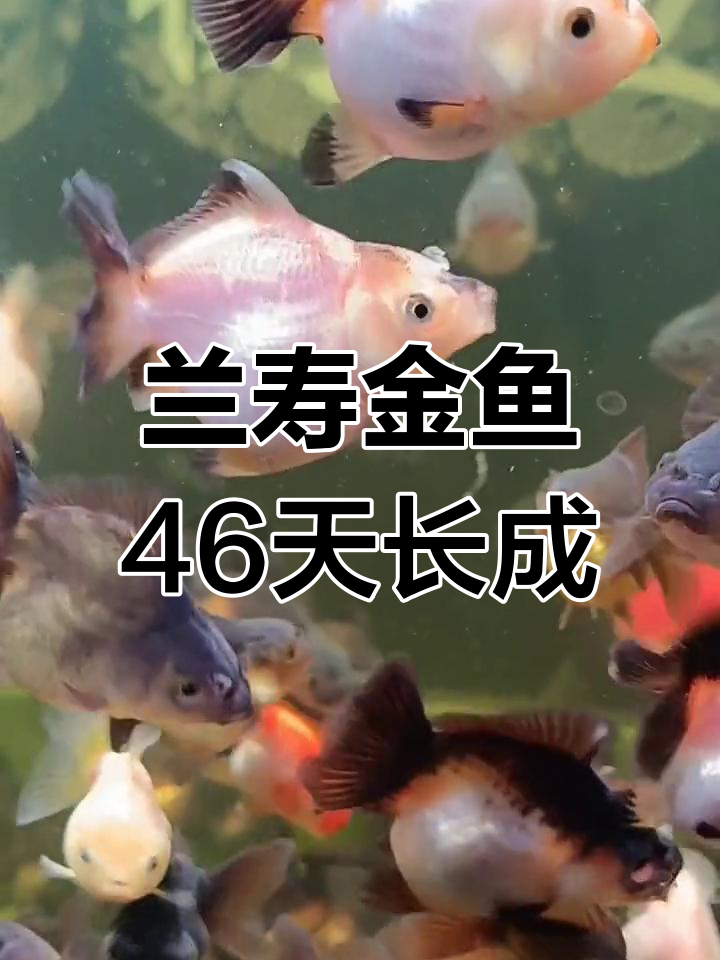 兰寿金鱼46天成长记:从三公分到十公分的蜕变