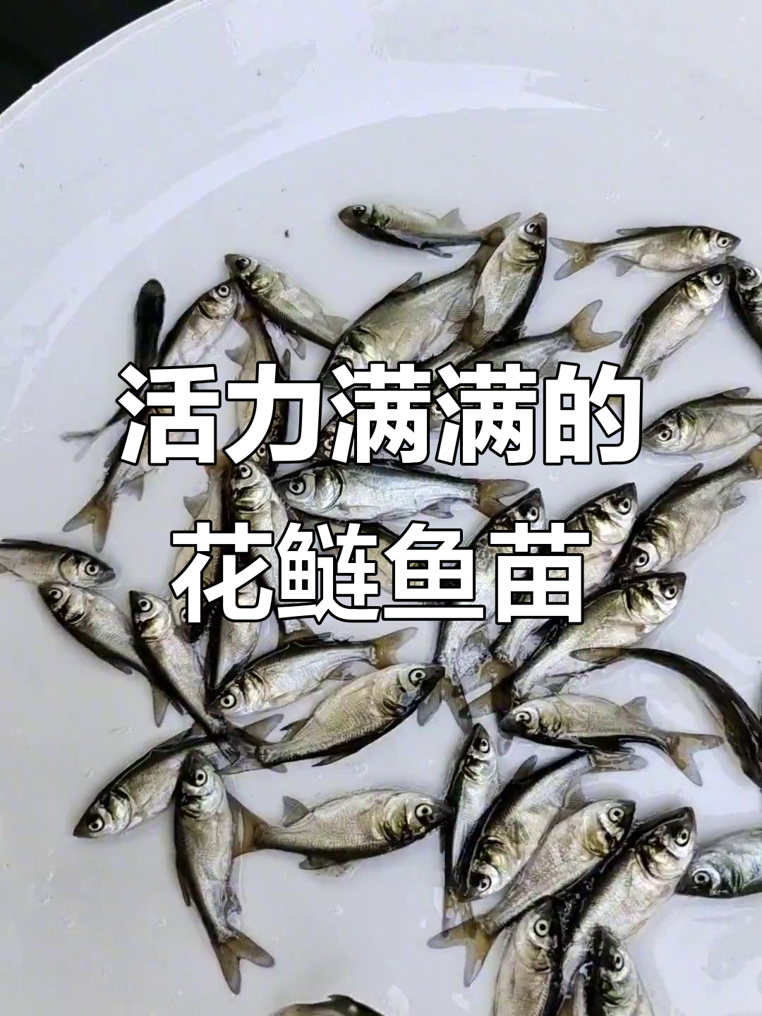 一斤花鲢鱼苗活力十足,金毛一流表现