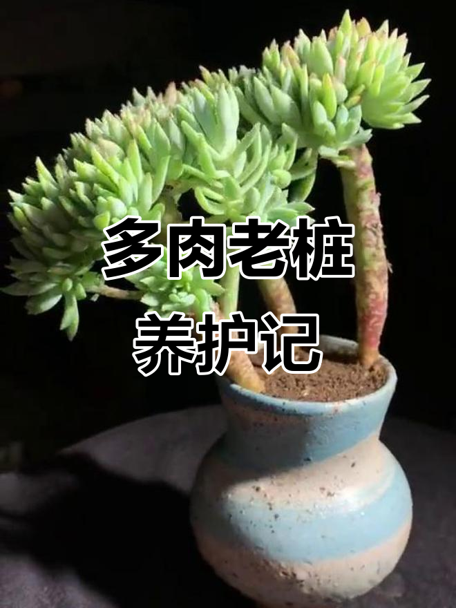 蓝色天使:多肉老桩的魅力与养护技巧