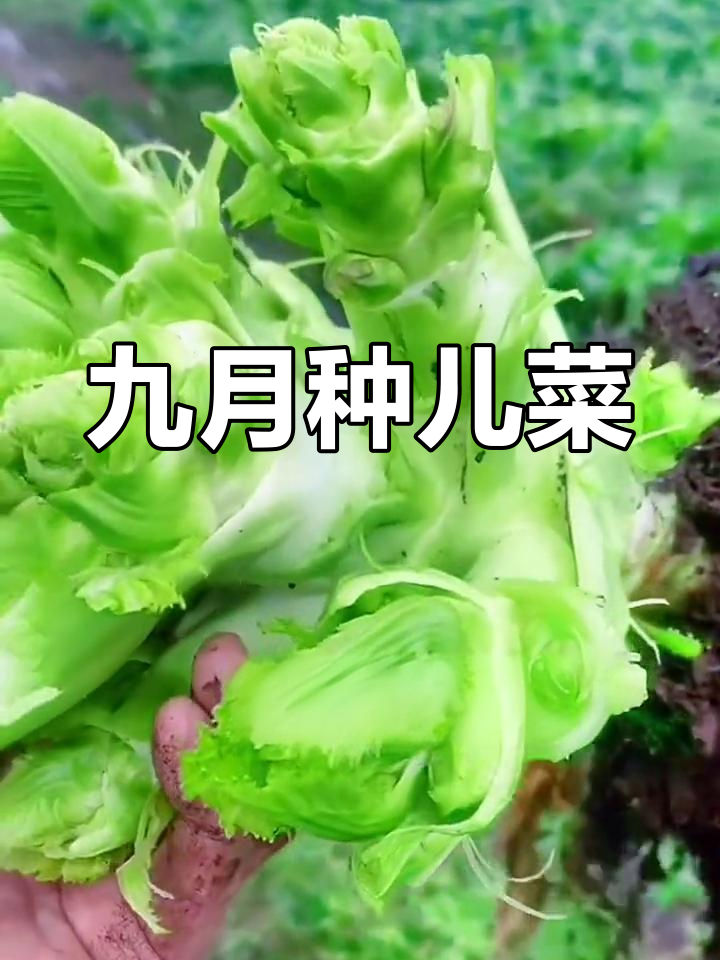 秋季儿菜种植技巧