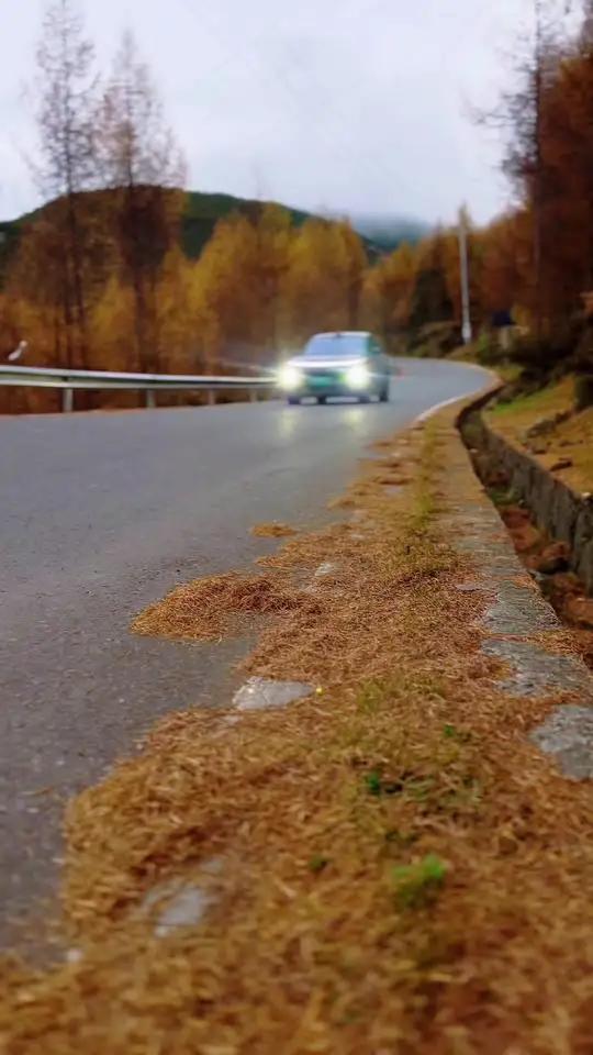 金色的松针铺满山谷,彝族小哥穿着羽绒服躺在半山坡,这里的时间比外面的世界慢,这里的人眼神清