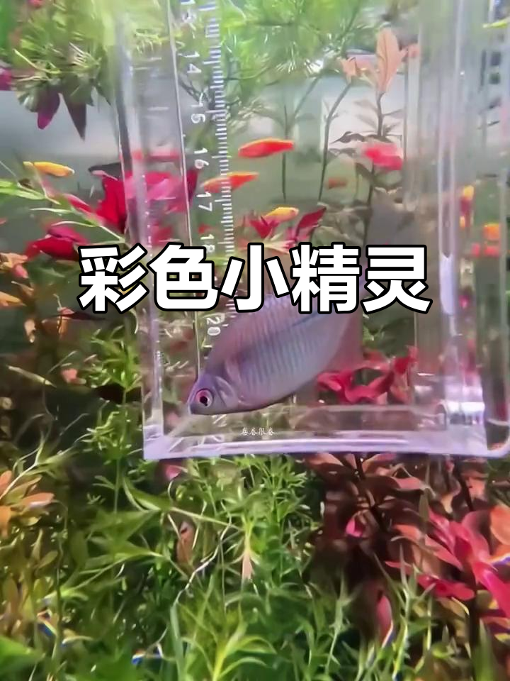 迷你彩石鳑鲏,色彩斑斓如宝石,淡水中的美丽小精灵