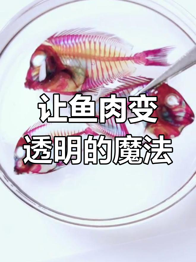 制作透明骨骼标本的奇妙过程