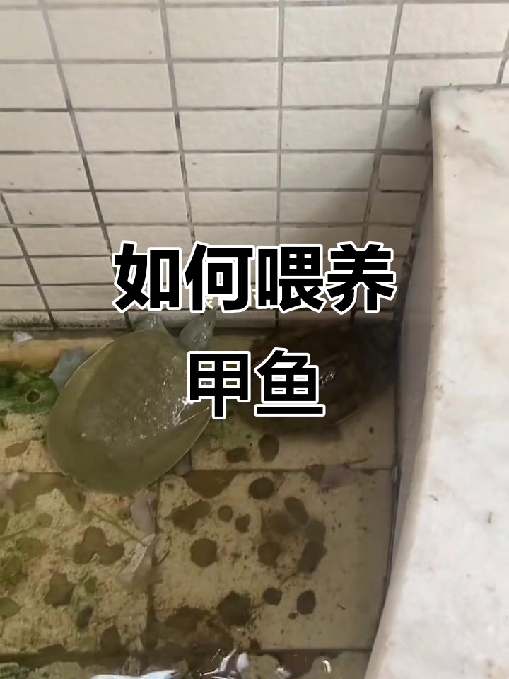 甲鱼吃什么?如何正确喂养它们