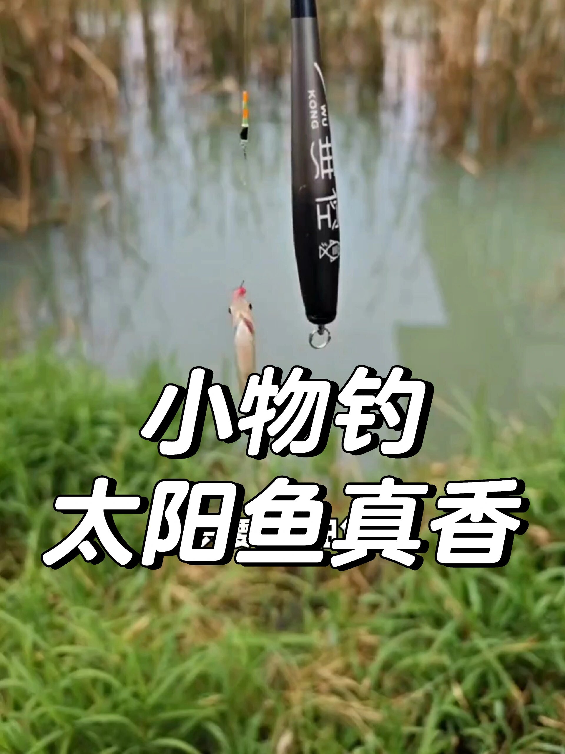 小物钓太阳鱼可好吃了