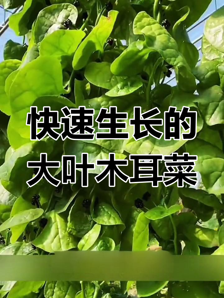 大叶木耳菜,五六片叶子就能摘来吃,营养丰富又好种