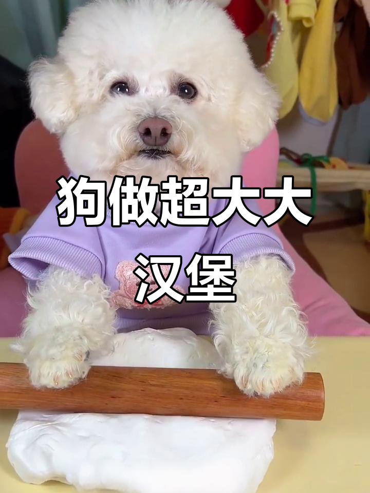 超大汉堡包挑战,狗都能轻松搞定!