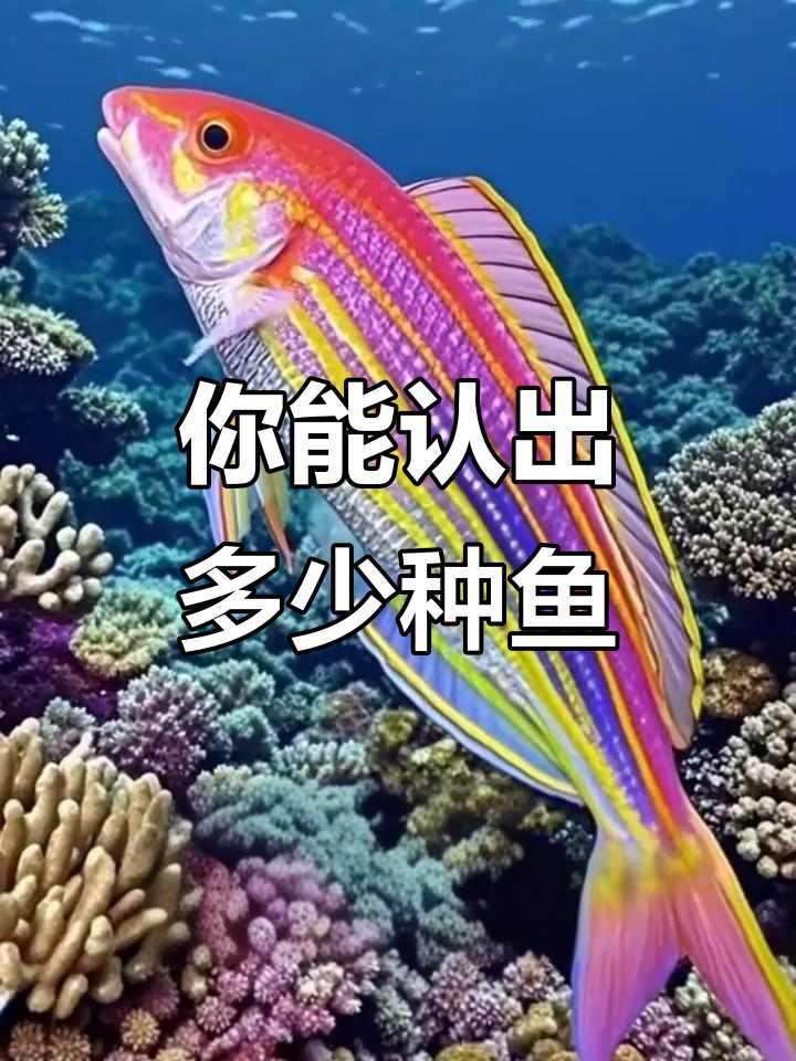 认识这些鱼,你能猜出几种?从魔鬼到秋刀鱼的全方位解析
