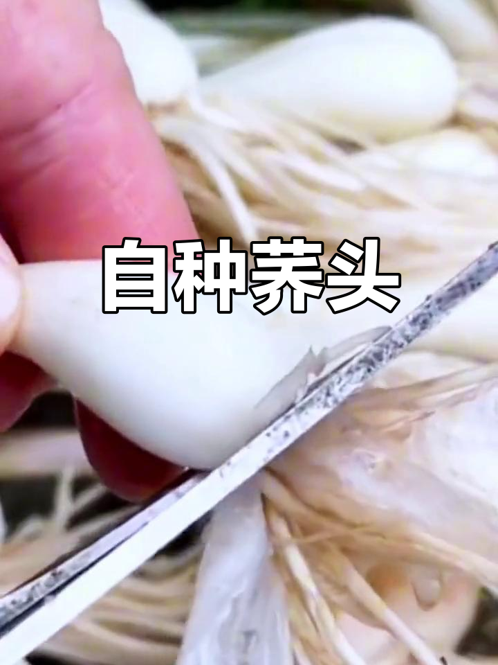 新鲜荞头,炒菜凉拌皆宜,农家自种,口感鲜美