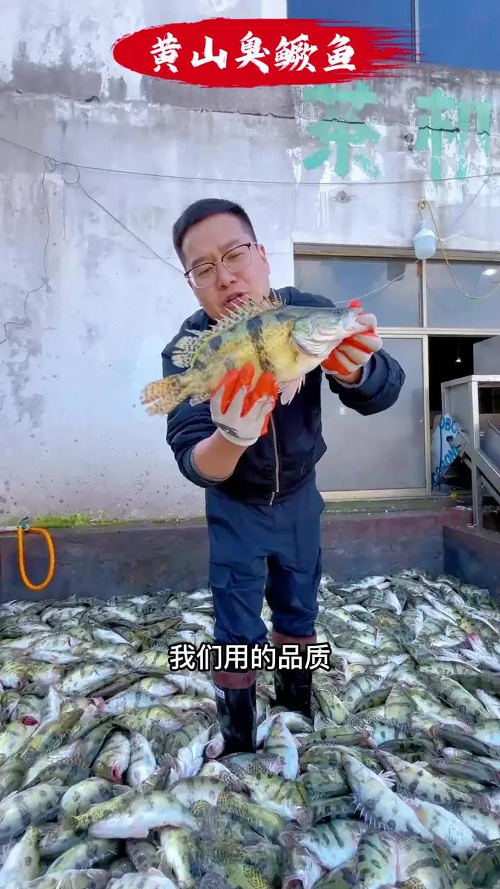 正宗臭鳜鱼源头厂家做活动了