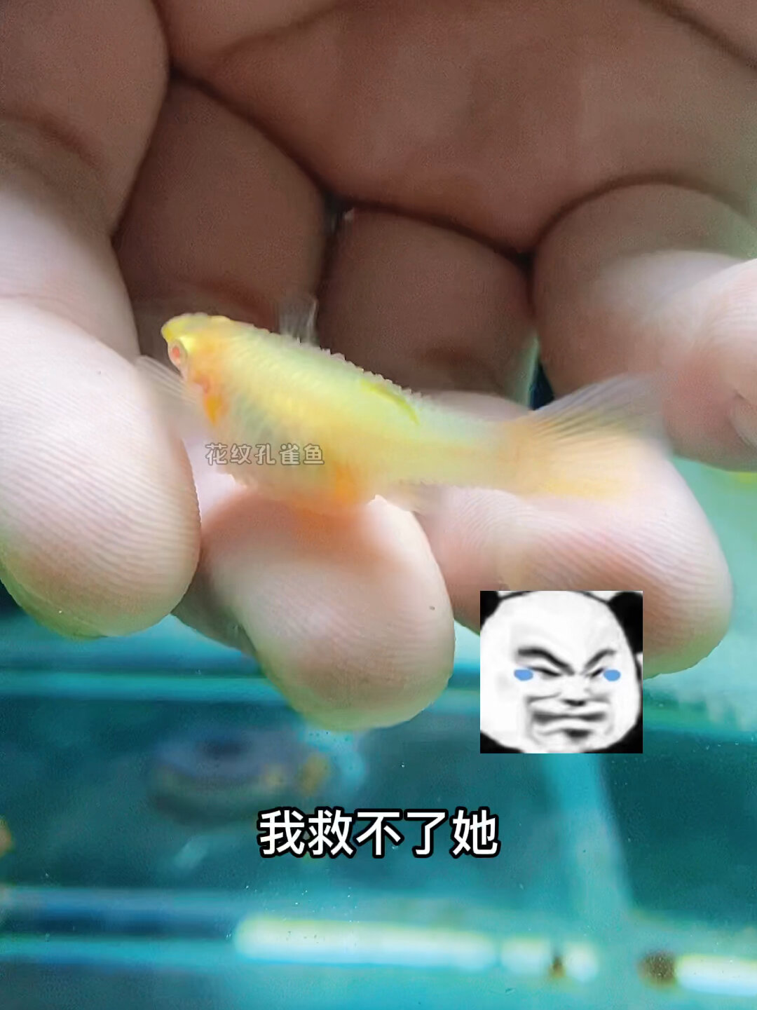 这次我救不了你,真的救不了