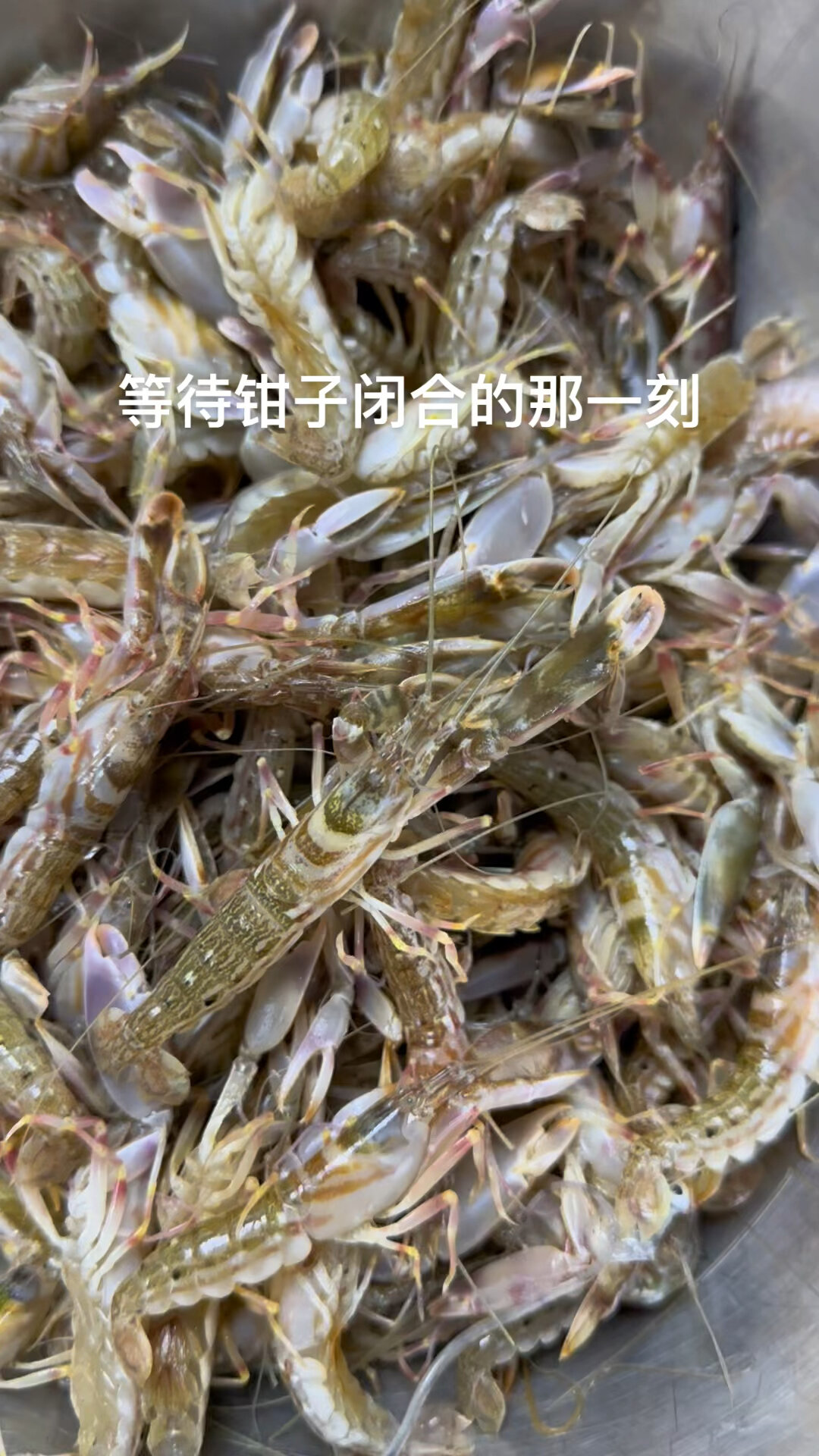 鼓虾的名字原来是这么来的