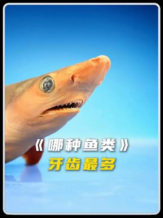 哪种鱼类的牙齿最多