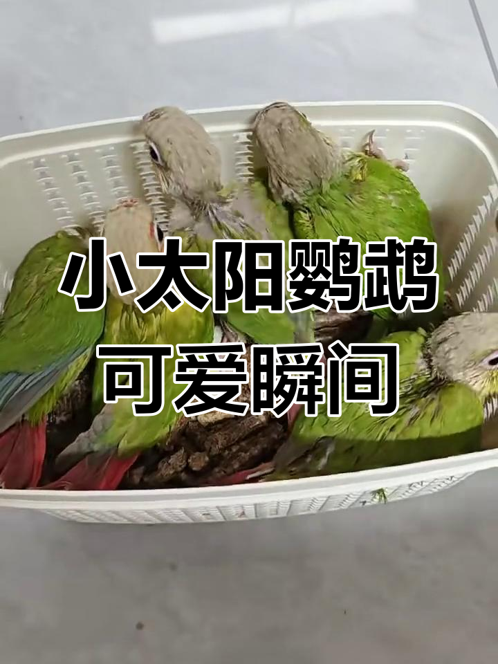 凤梨肉桂小太阳鹦鹉,萌态十足