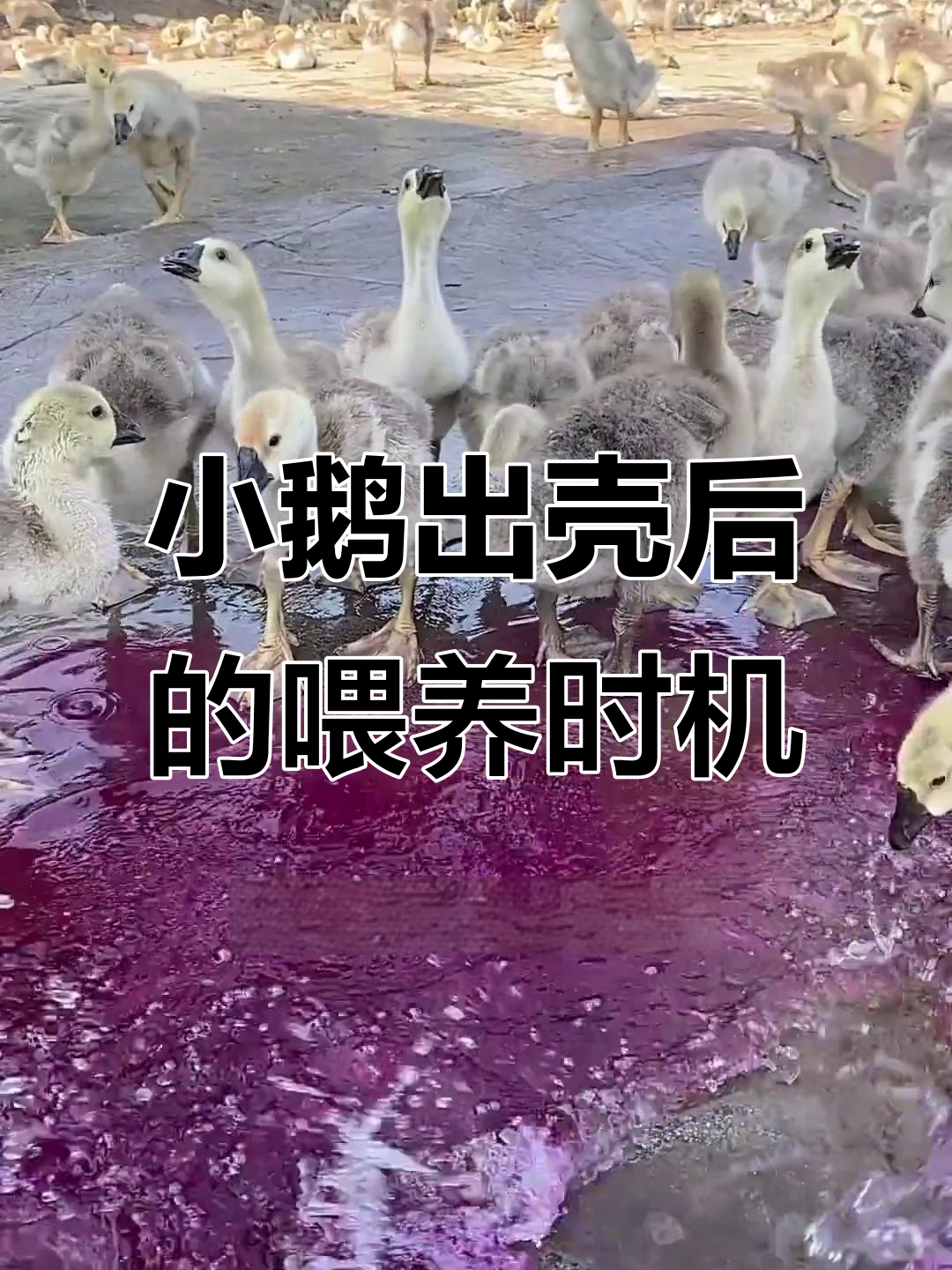 小鹅出壳后多久能喂食?掌握这些技巧让它们健康成长