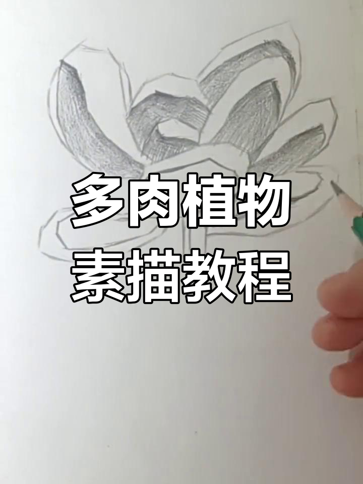 轻松学会多肉植物素描，掌握明暗关系与投影变化