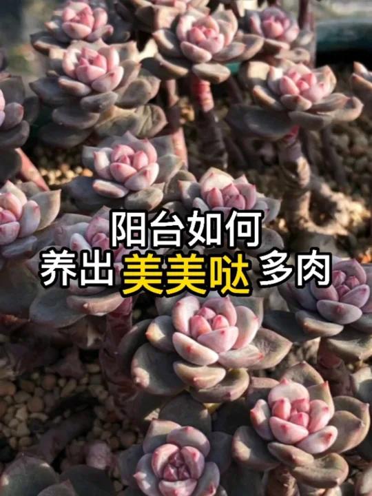 阳台这样养多肉,状态美美哒