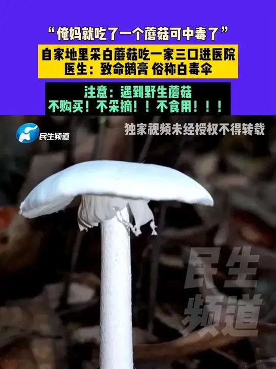 7月18日(发布),河南驻马店,“俺妈就吃了一个蘑菇可中毒了”自家地里采白蘑菇吃一家三口进