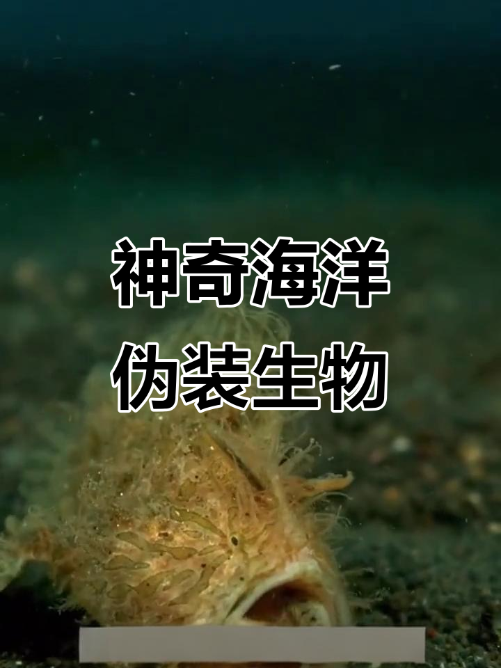 揭秘海洋伪装大师:毛蛙鱼、豆丁海马与叶海龙
