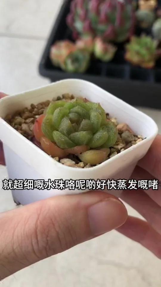 广东多肉度夏纪录片47 喷药