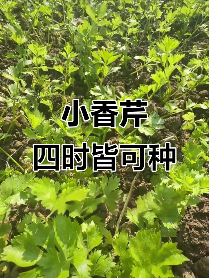 四季小香芹,味道最浓郁的芹菜品种