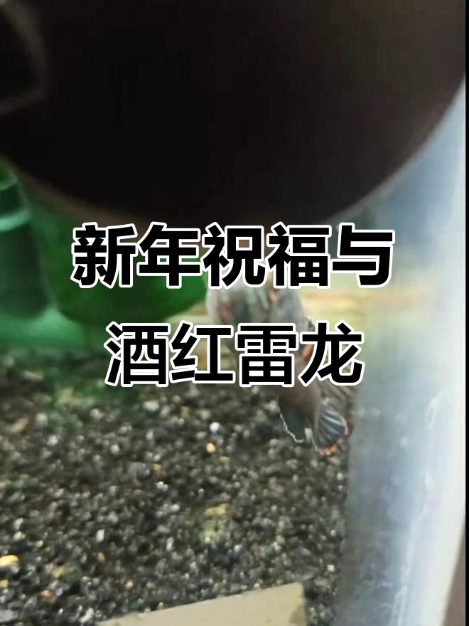 酒红雷龙鱼,温度8度以上发货!新的一年好运连连