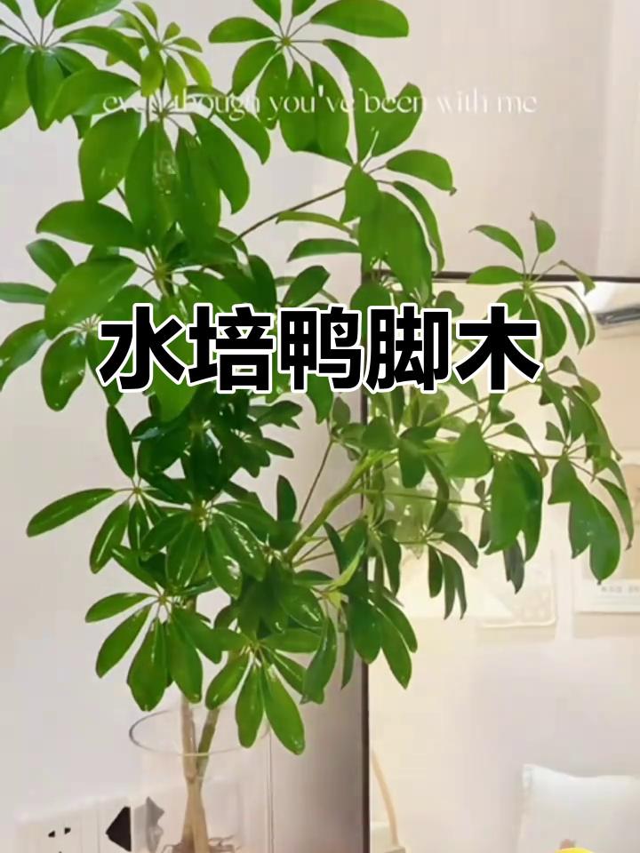 鸭脚木水培轻松养,办公室绿植首选,净化空气又美观