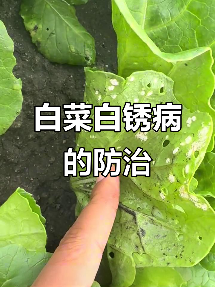 白菜白锈病全解析:从初期到后期症状与防治方法