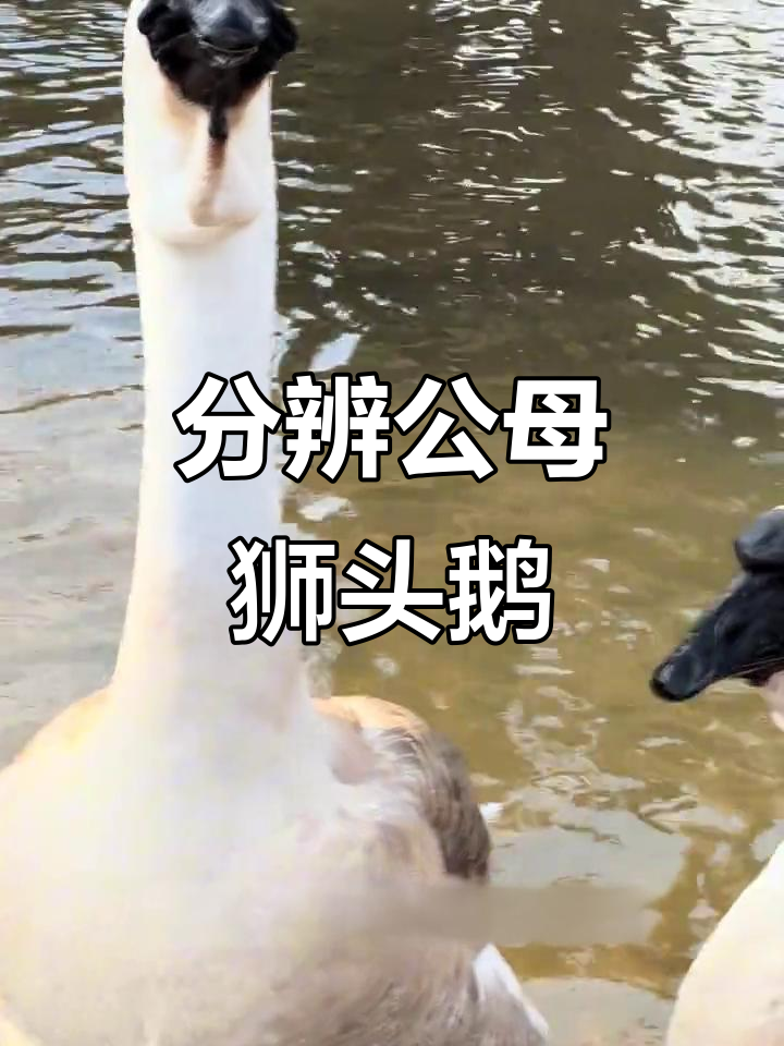 公母狮头鹅叫声大不同,原来这么有趣!