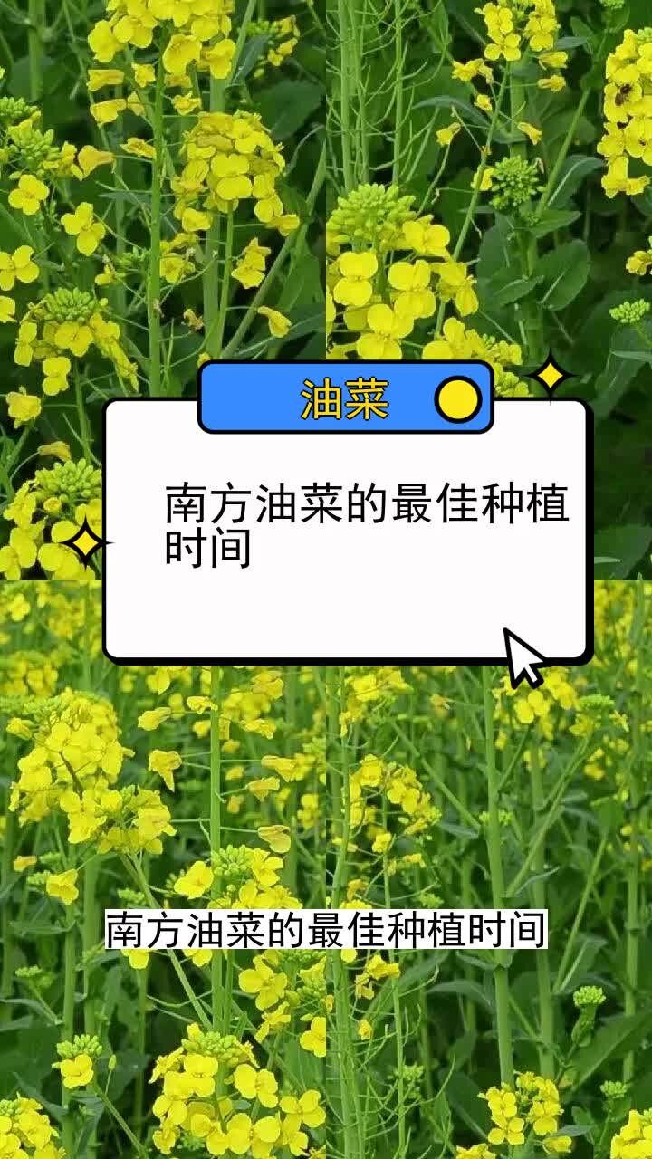 南方油菜的最佳种植时间 三农种植 农