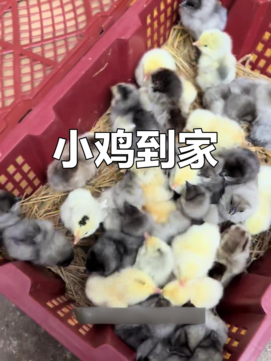 第一次网购小鸡,希望它们能顺利度过适应期