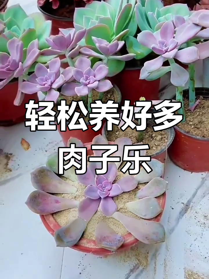 多肉植物养护全攻略:浇水、土壤与季节管理