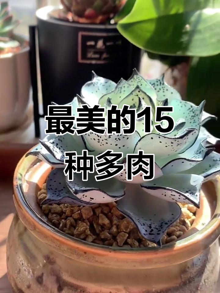 15种超美多肉植物，你认识几种？