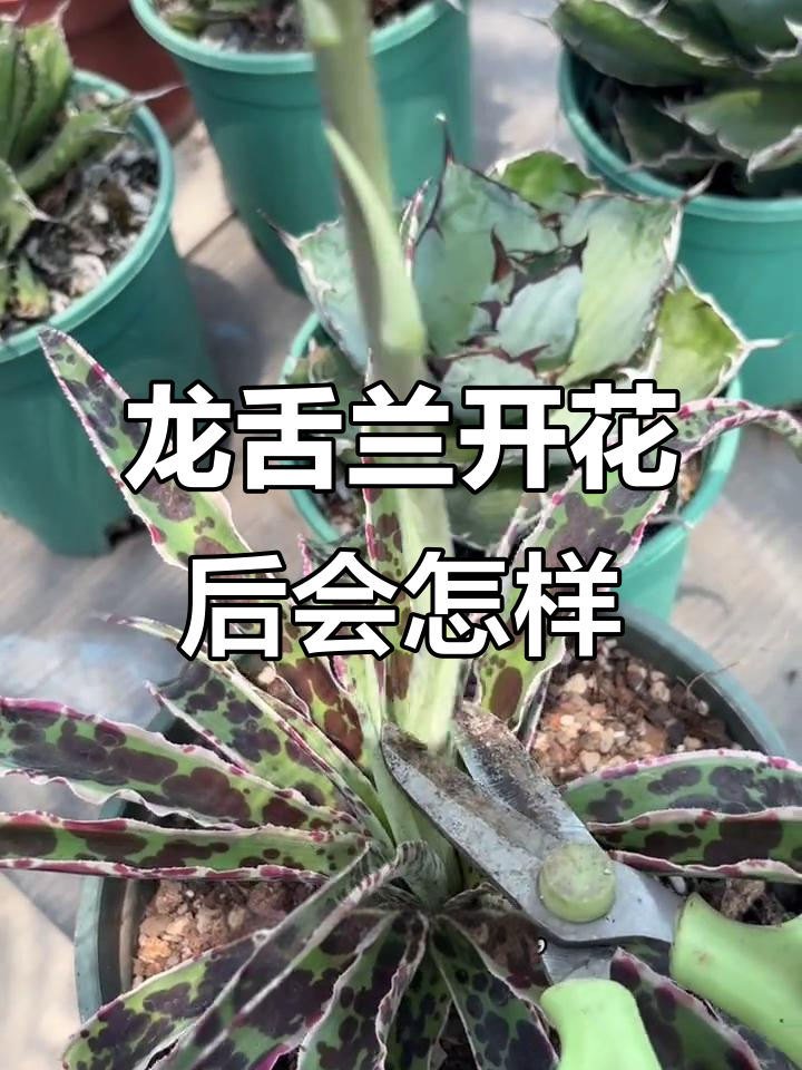 龙舌兰开花真的会死吗?我剪掉花剑看看结果