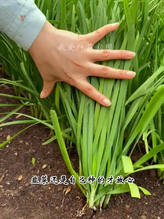 韭菜这样种,一吃好几年 蔬菜种子 我的小菜园 田园生活 种菜 韭菜根