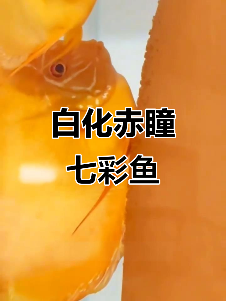 七彩神仙鱼赤瞳白化黄金,神秘美丽令人惊艳