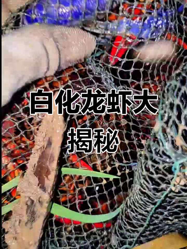 稀有白化龙虾与黄鳝的奇特探险,难得一见的变异生物