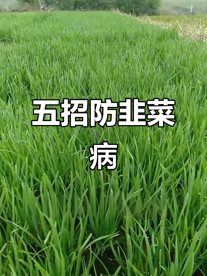 韭菜种植五大要点,轻松预防病害