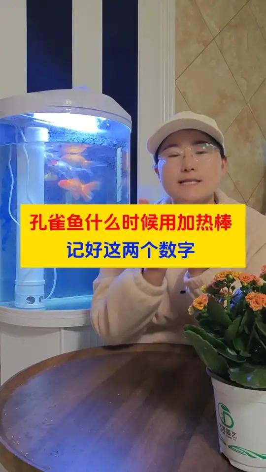 孔雀鱼什么时候必须用加热棒 记好这两个数字
